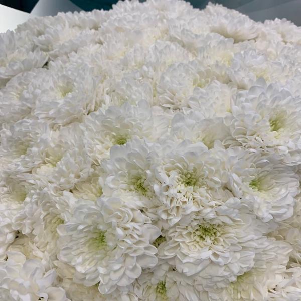 39 хризантем "Снежное облако"