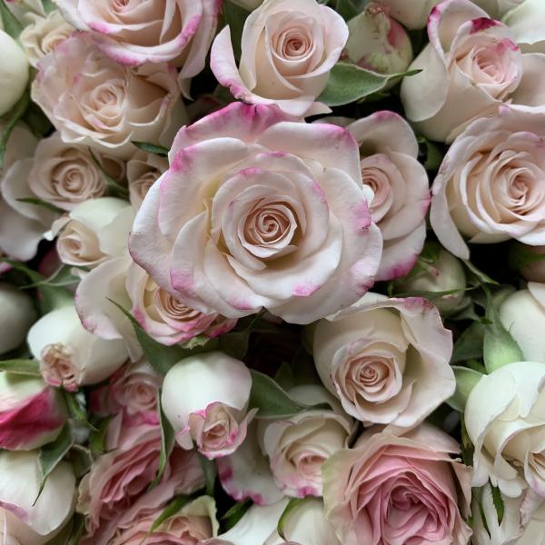 41 кустовая роза "Милая моя"