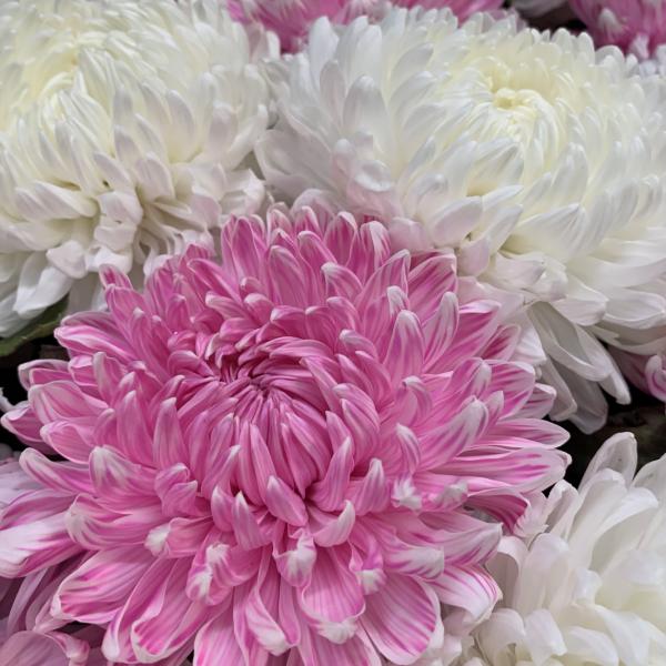 15 хризантем "Чувственная муза"