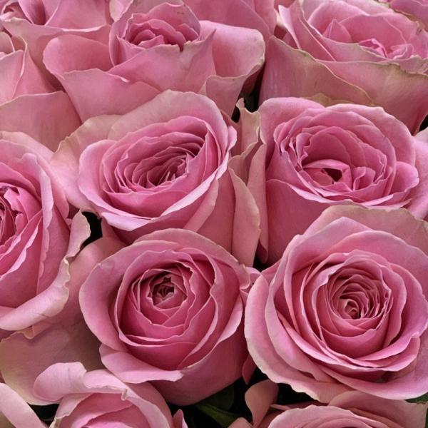 51 розовая роза "Июльское небо"