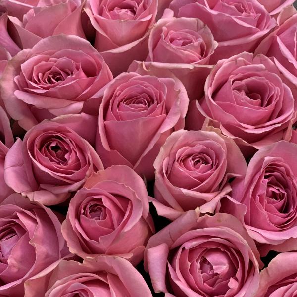 35 розовых роз "Ницца"
