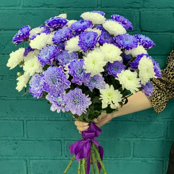 11 хризантем "Полнолуние"