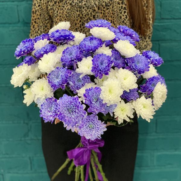 11 хризантем "Полнолуние"