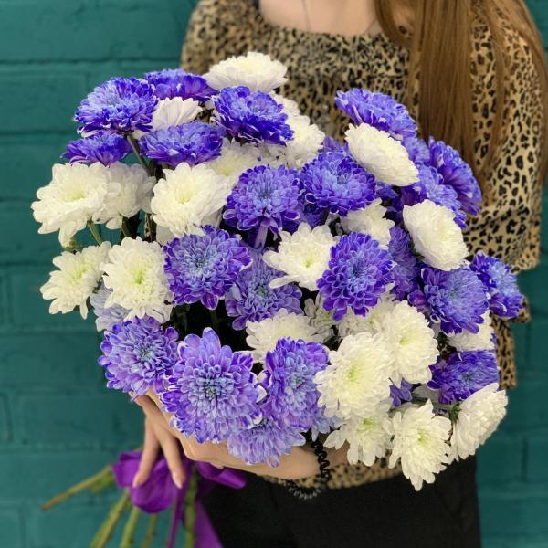 11 хризантем "Полнолуние"