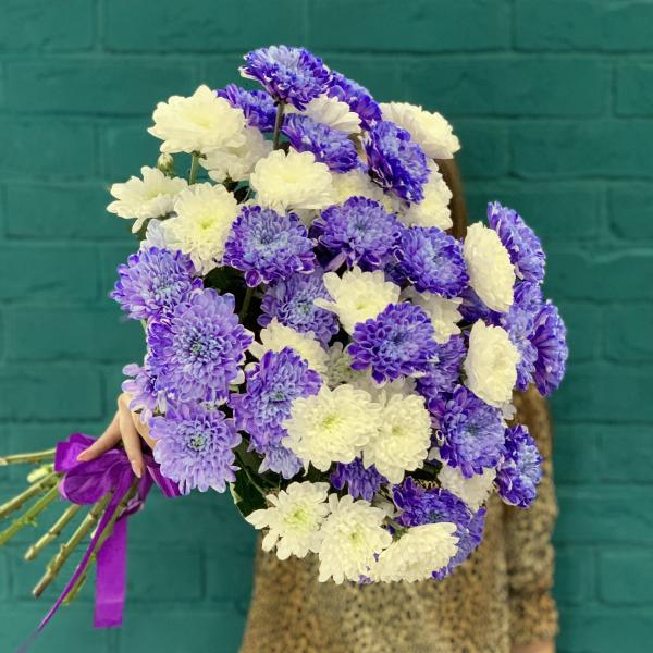 11 хризантем "Полнолуние"