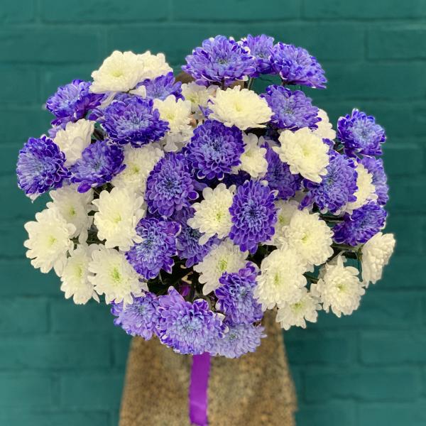 11 хризантем "Полнолуние"