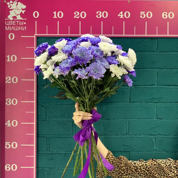 11 хризантем "Полнолуние"