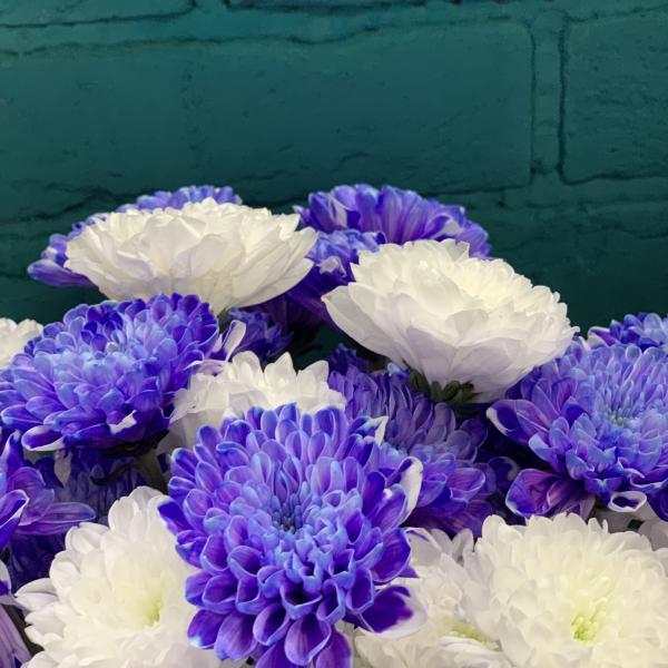 11 хризантем "Полнолуние"