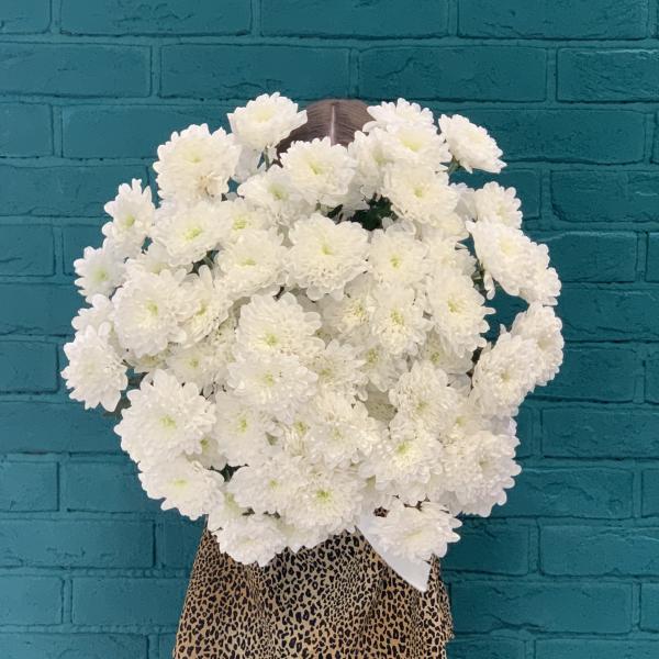 11 белых хризантем "Медвежонок"