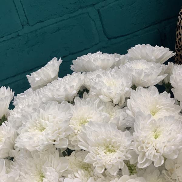 11 белых хризантем "Медвежонок"