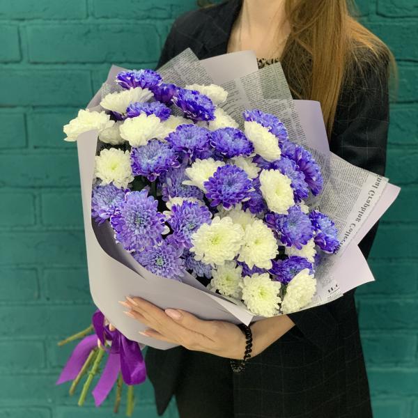 11 хризантем "Пурпурное сердце"