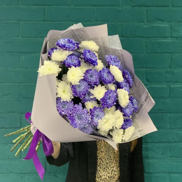 11 хризантем "Пурпурное сердце"