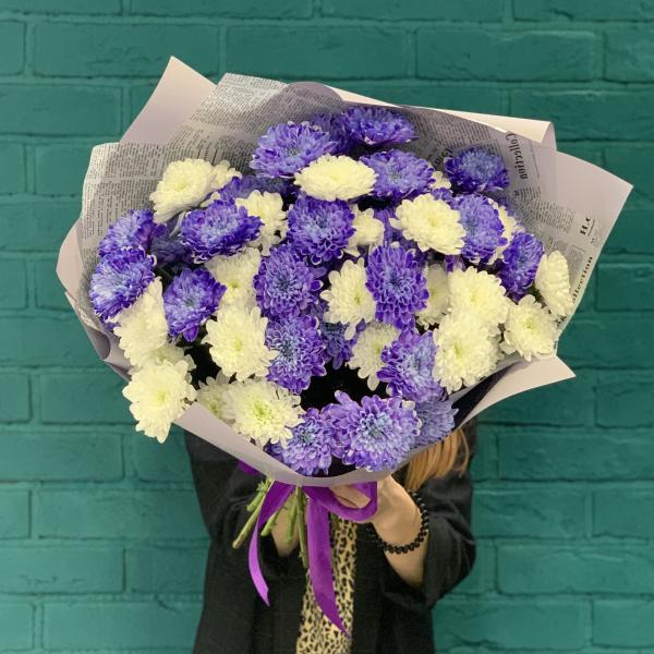 11 хризантем "Пурпурное сердце"