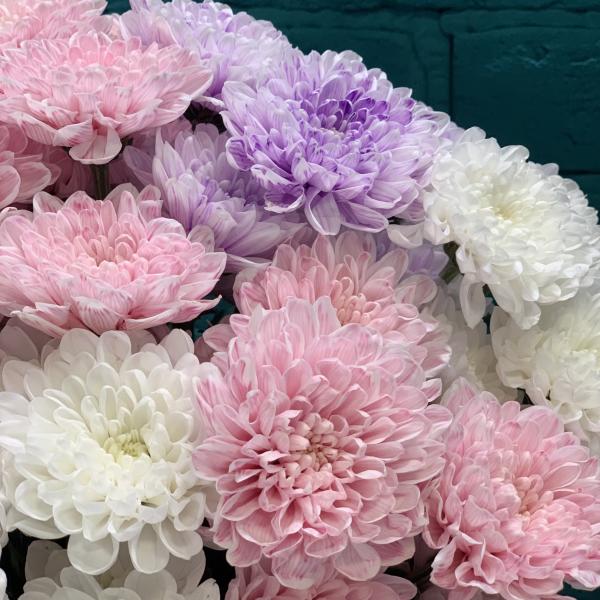 11 хризантем "Розовые облака"