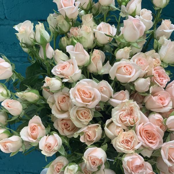 19 кустовых роз "Бисер"