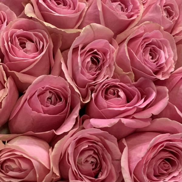 101 розовая роза "Восход"