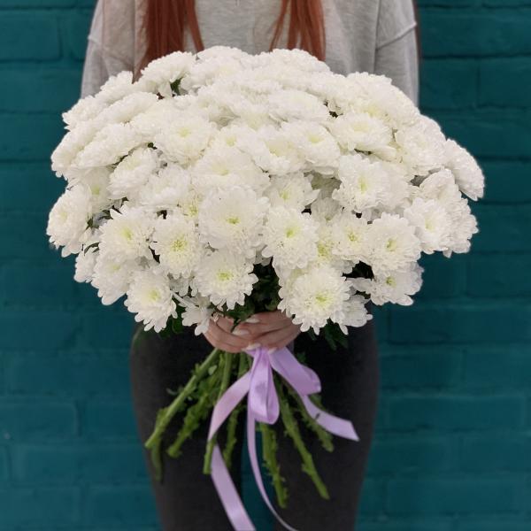 17 Хризантем "Белая ночь"