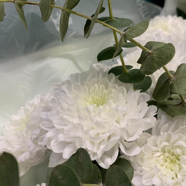 7 Хризантем "Белая тропинка"