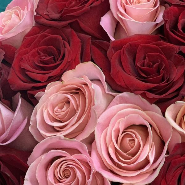 41 роза "Алое сияние"