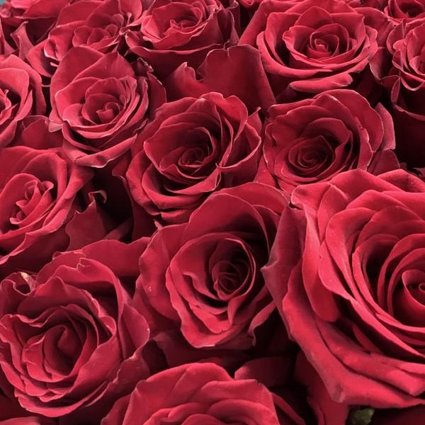 111 красных роз "Тайный поклонник"