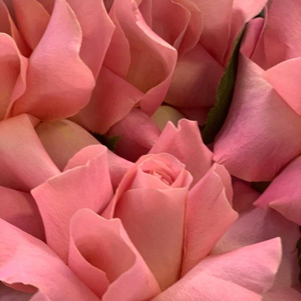 11 розовых французских роз "Династия"