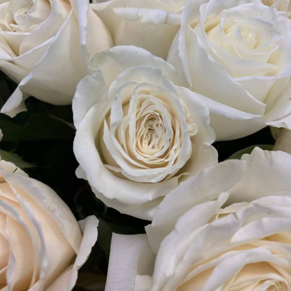 25 белых роз "Счастливая"