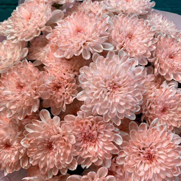 фото 9 розовых хризантем "Мотти"