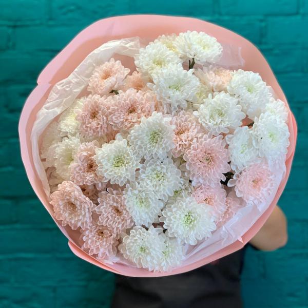 фото 7 розовых и белых хризантем "Пушинка"