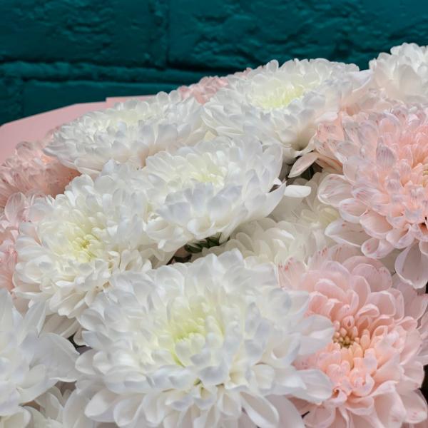фото 7 розовых и белых хризантем "Пушинка"