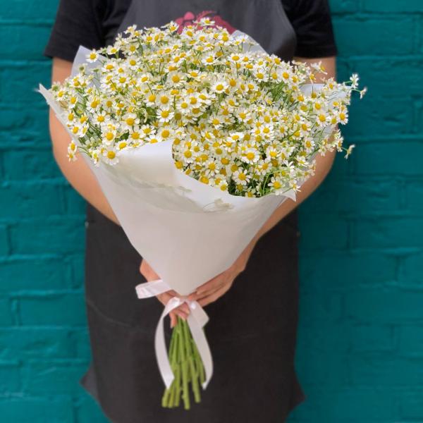 фото 15 танацетума "Чудо природы"