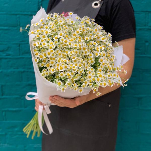 15 танацетума "Чудо природы"