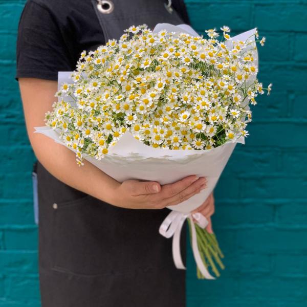 фото 15 танацетума "Чудо природы"