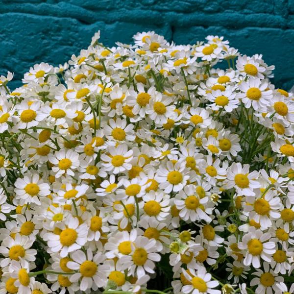 фото 15 танацетума "Чудо природы"