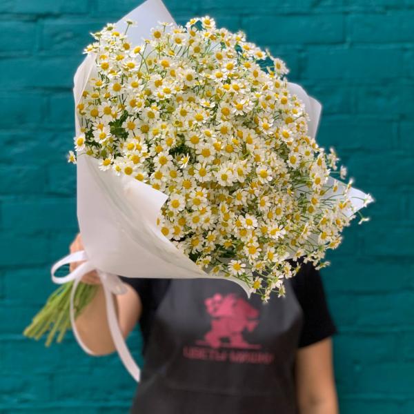 фото 15 танацетума "Чудо природы"