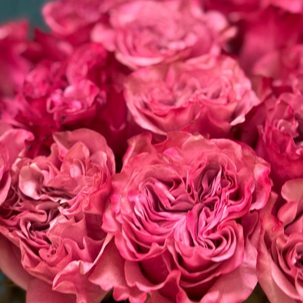 фото 15 пионовидных роз "Вишневый сад"