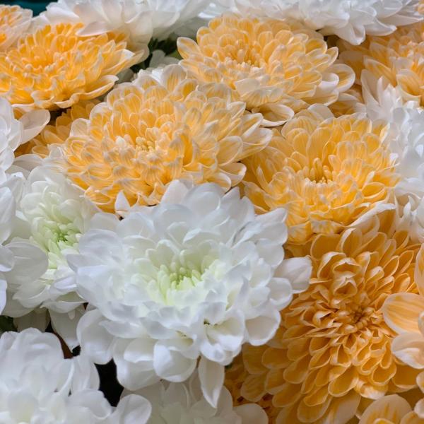 фото 9 разноцветных хризантем "Пылкие взгляды"