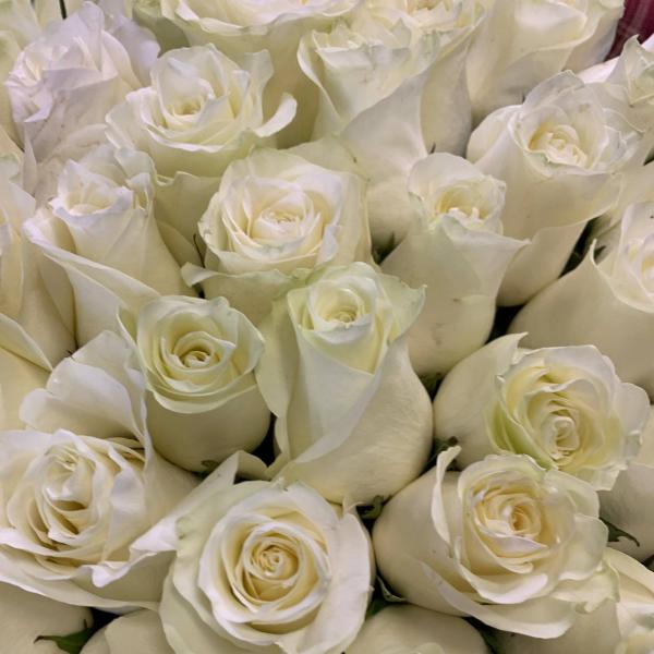 фото 75 белых роз 80см "Альпийский снег"
