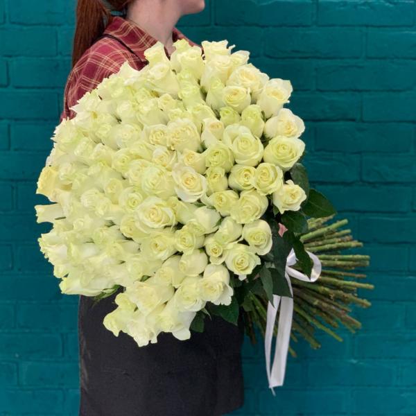 фото 101 белой розы 80см "Сибирский холод"