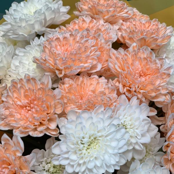 фото 7 разноцветных хризантем "Парящий"
