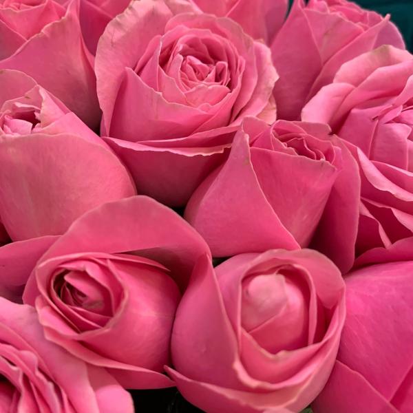 фото 15 розовых роз 80см "Летнее сияние"