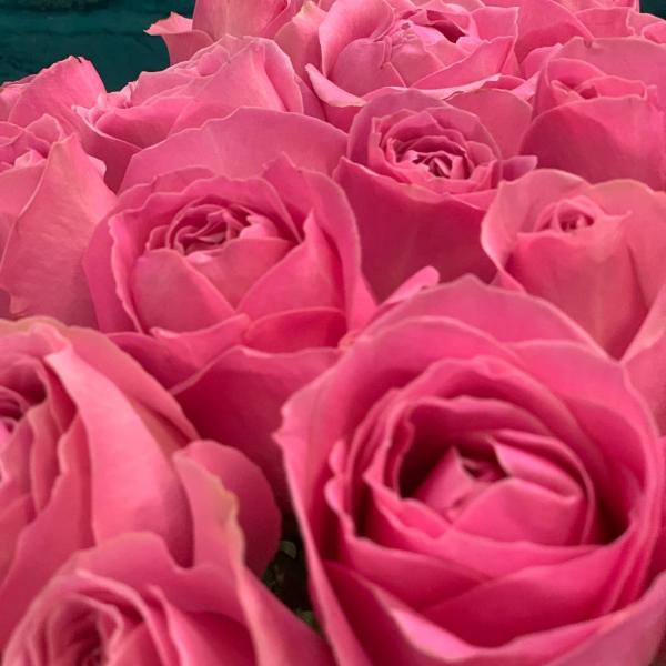 фото 21 розовой розы 80см "Неверленд"