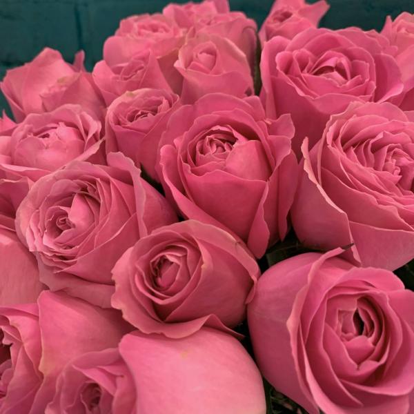 фото 25 розовых роз 80см "Пантера"