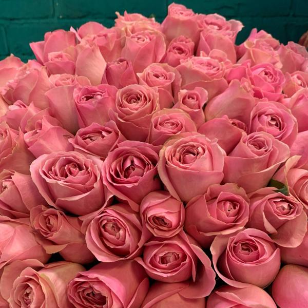 фото 75 розовых роз 80см "Зефирный"