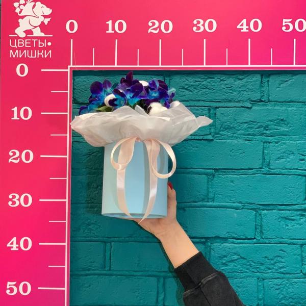 фото Дендробиума и хлопка "Млечный путь"