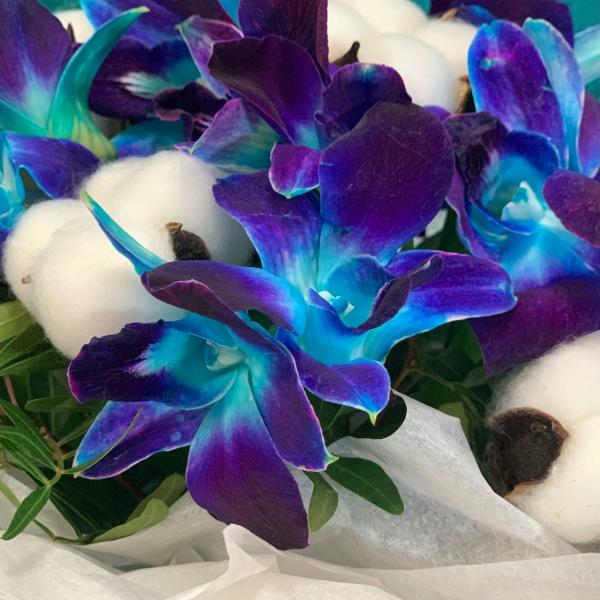 фото Дендробиума и хлопка "Млечный путь"