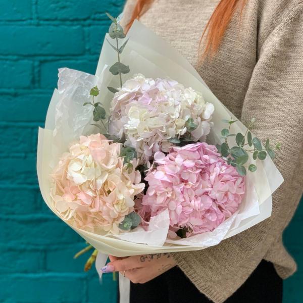 3 гортензии "Чудо Франции"