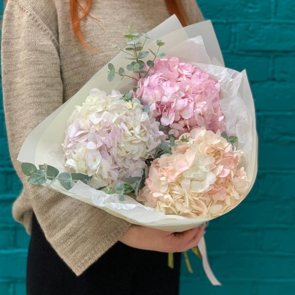 фото 3 гортензии "Чудо Франции"