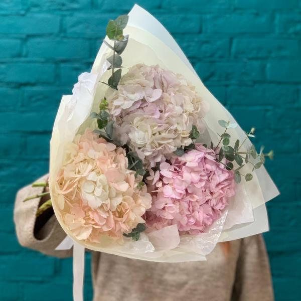 фото 3 гортензии "Чудо Франции"