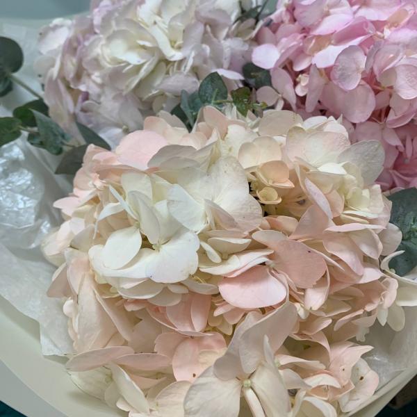 фото 3 гортензии "Чудо Франции"