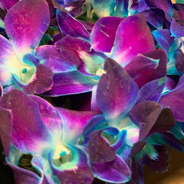 фото 17 синих орхидеи "Мир космоса"